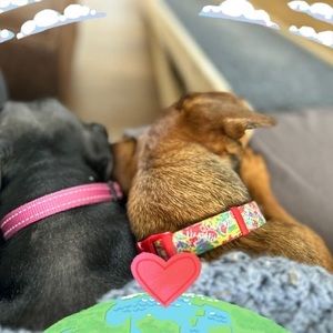 Meet your Posher, Anne